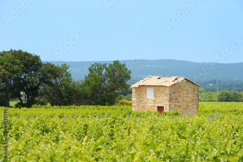 Vineyard in south-France