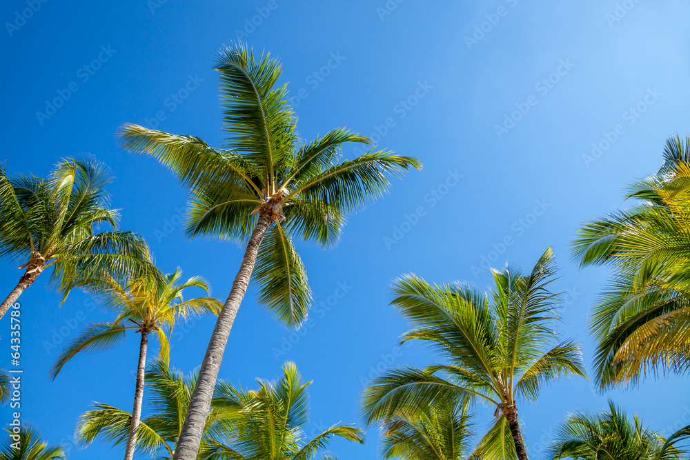 Palm trees against blue sky at sunset