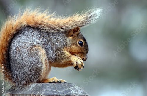 Squirrel sitting