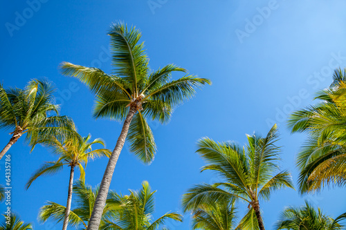 Fototapeta Naklejka Na Ścianę i Meble -  Palm trees against blue sky at sunset