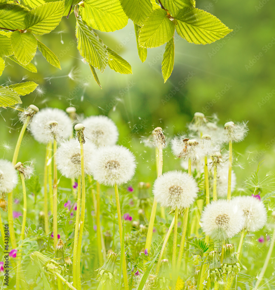 Obraz premium Natur Hintergrund Pusteblume