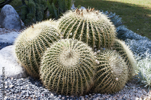 Cactus photo