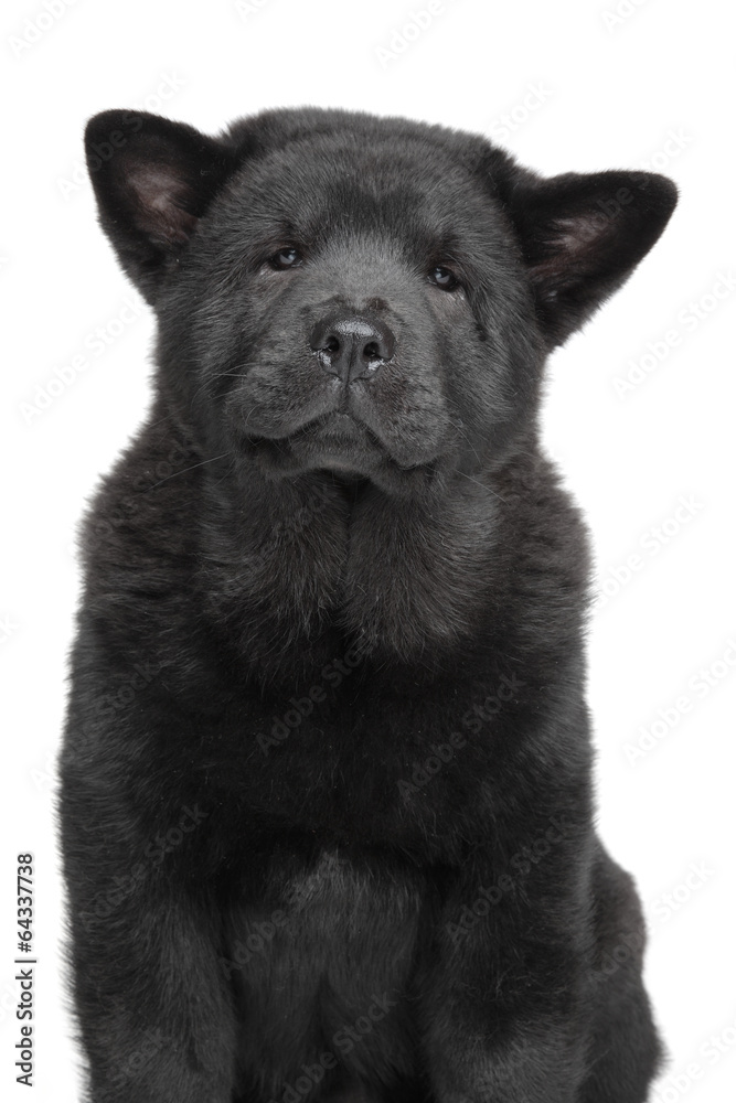Chow chow puppy portrait Chow chow puppy portrait