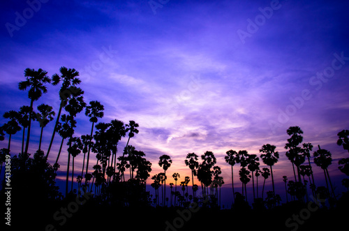 Sugar palm tree.