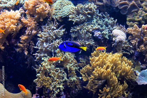Tropical fish and coral