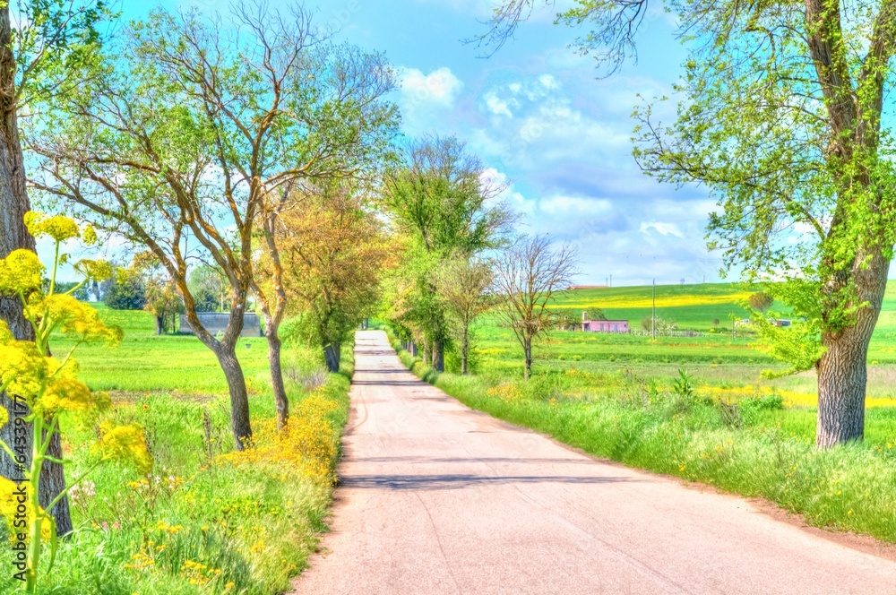 Fototapeta premium rural road with trees along