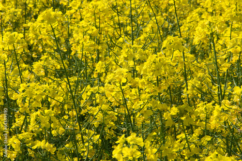 Rapsfeld im Frühling, Deutschland