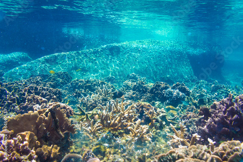 Fototapeta Naklejka Na Ścianę i Meble -  Coral Reef Scene with Tropical Fish in sunlight