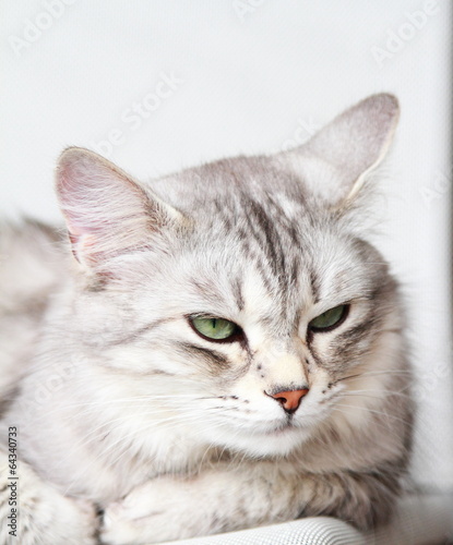 Fototapeta Naklejka Na Ścianę i Meble -  silver cat of siberian breed at three years,female adult