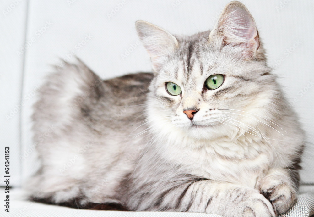 silver cat of siberian breed at three years,female adult silver cat of siberian breed at three years,female adult