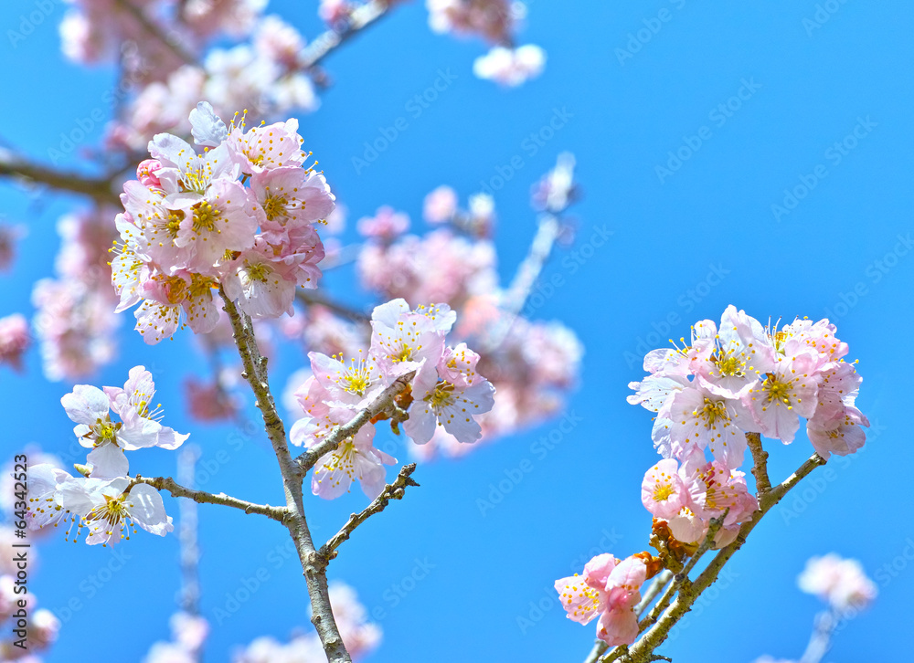 Obraz premium 河津桜