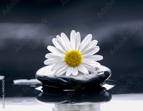 White daisy with pebbles on wet background