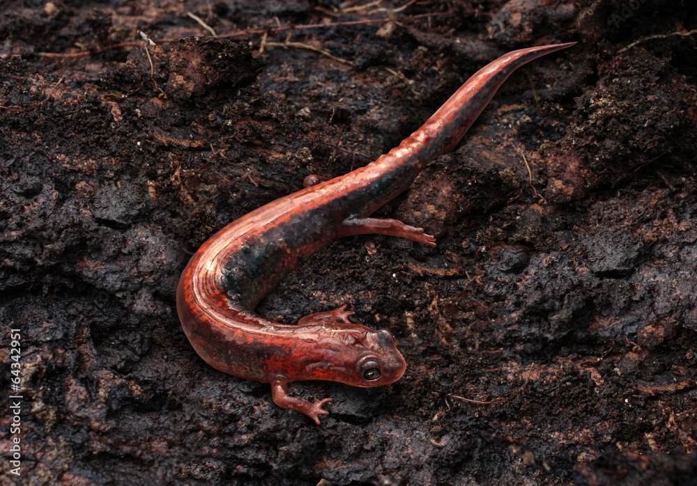 Fototapeta premium Salamander