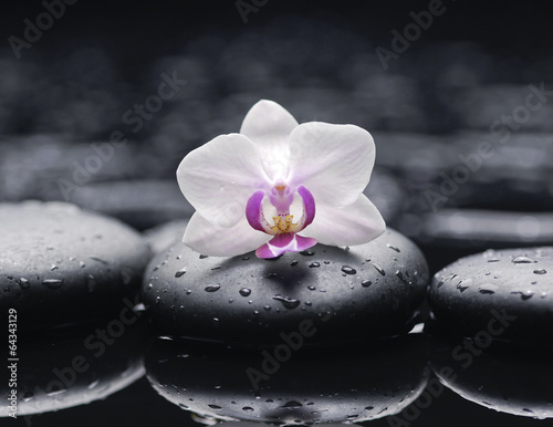 spa concept    white orchid with stones and wet background