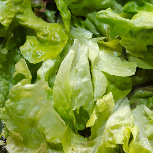 Closeup of fresh lettuce