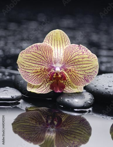 Beautiful gorgeous orchid with zen stones on wet