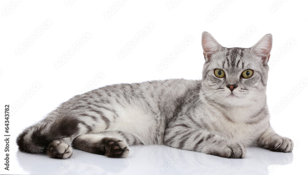 Portrait of gray shothair cat looking camera isolated on white b Portrait of gray shothair cat looking camera isolated on white b