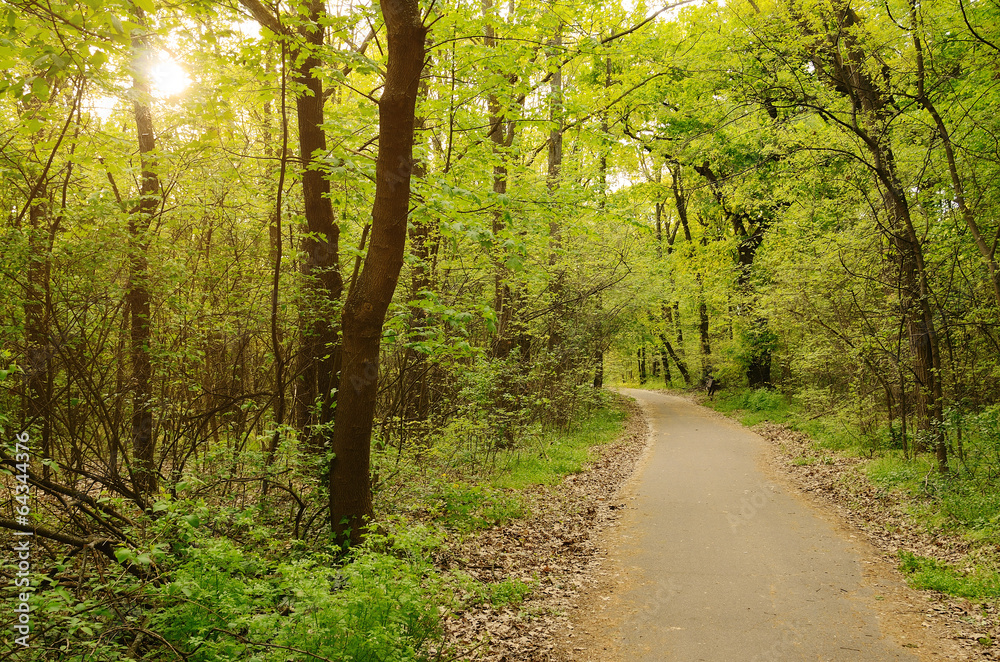Fototapeta premium Morning light falls on a forest road