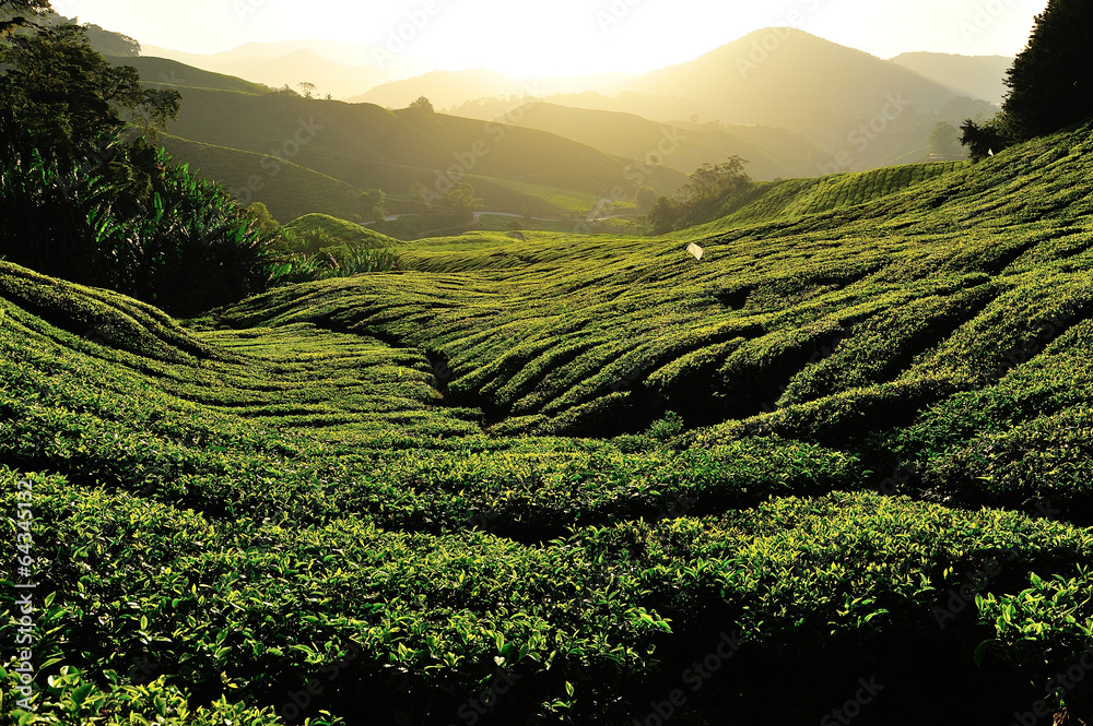 Tea Plantations by Sunrise