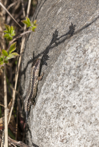 Sand lizard on a rock