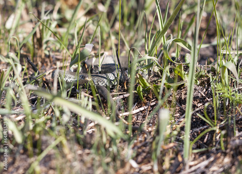 Grass or ringed snake on the ground