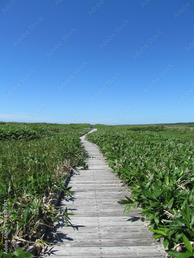 Obraz premium 夏のサロベツ原野