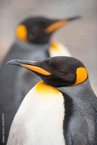 Closeup of King penguin  South Georgia  Antarctica