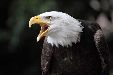 Wandcirkels Arend Witkopzeearend in roofvogelhouding  © erllre