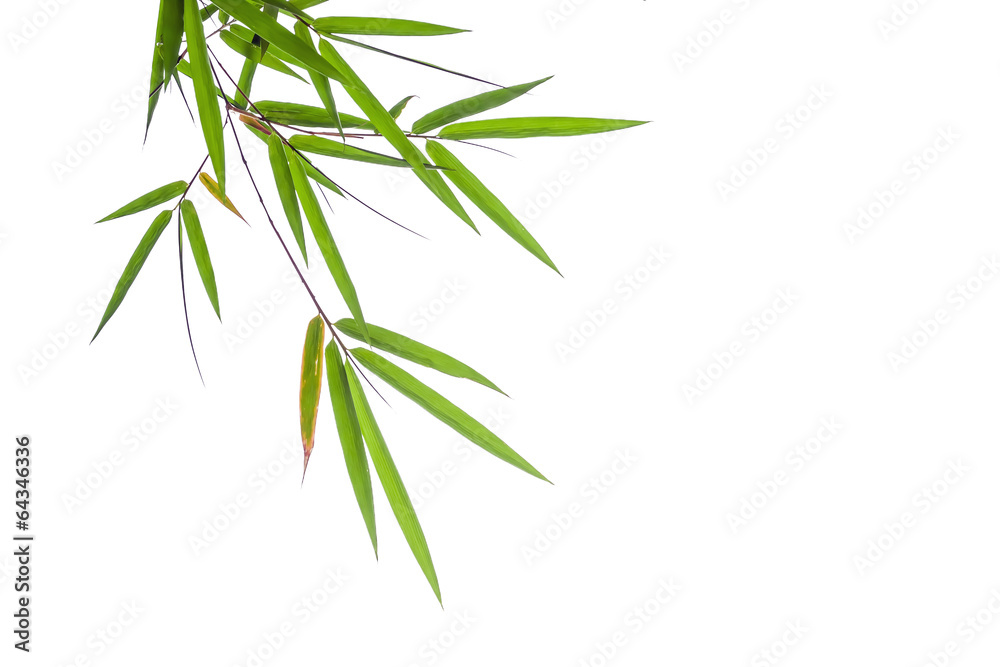 Fototapeta premium liście bambusa na białym tle