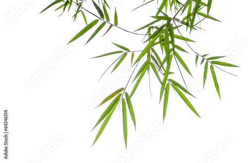 bamboo leaves isolated on white background © rungrote