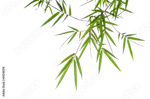 bamboo leaves isolated on white background