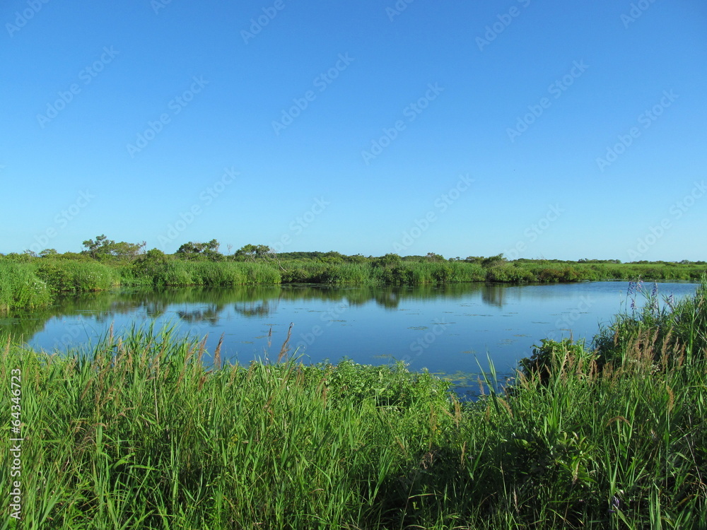 夏の湿地