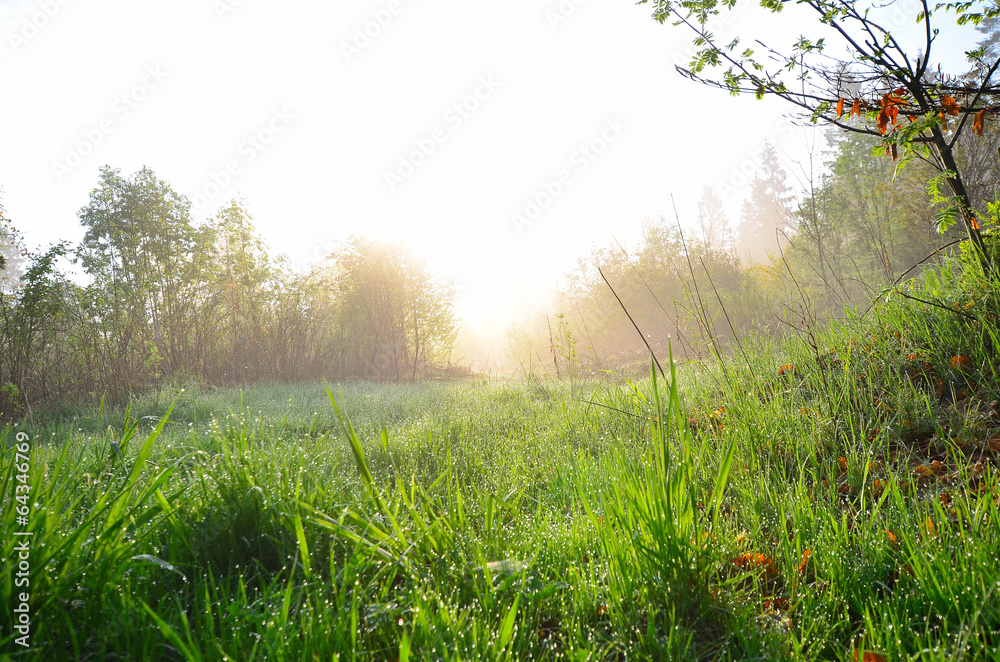 Frühling Wiese StockFoto Adobe Stock