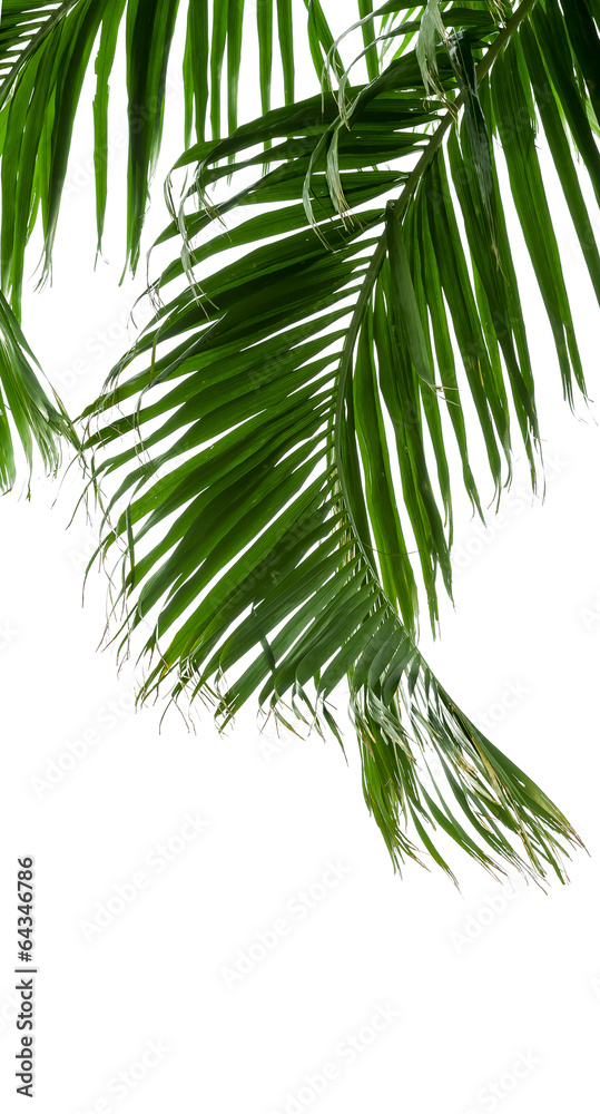 green palm leaves isolated on white background, clipping path in