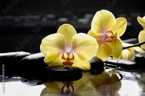 spa concept    yellow branch orchid with wet background