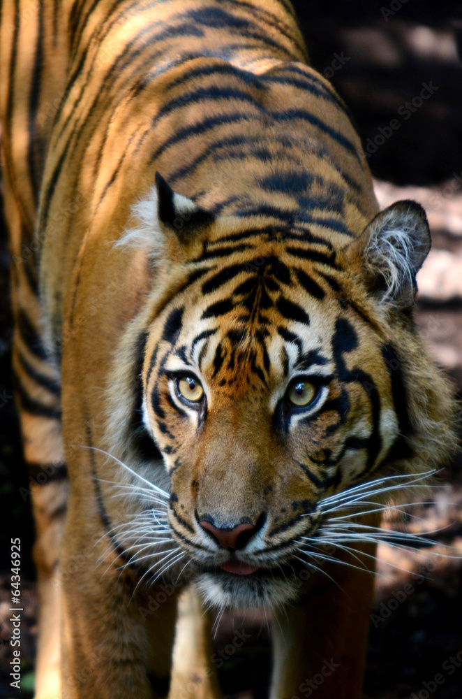 Fototapeta premium Sumatran tiger