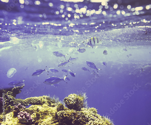 Fototapeta Naklejka Na Ścianę i Meble -  Fish underwater