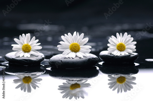 Gerbera  african daisy  with therapy stones reflection