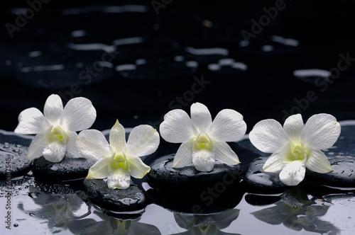 four white orchid with stones and wet background