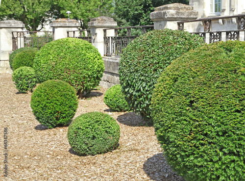 arbustes taillés en boule