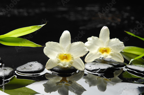 Macro of two orchid and stones with green leaf