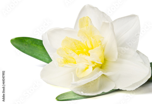 Fototapeta Naklejka Na Ścianę i Meble -  daffodil isolated on a white background