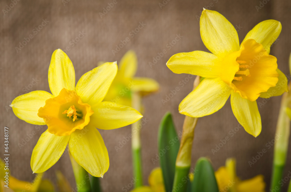 Beautiful yellow daffodils Beautiful yellow daffodils