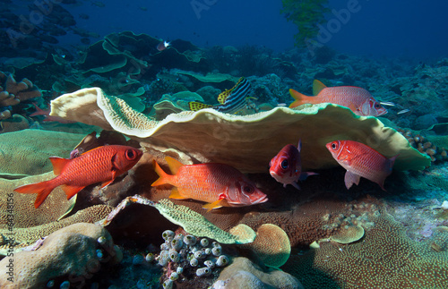 Photo of coral colony #64348156