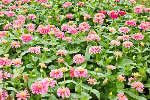 Fototapeta Naklejka Na Ścianę i Meble -  the flower in the garden