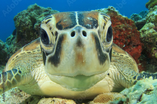 Cute Sea Turtle face