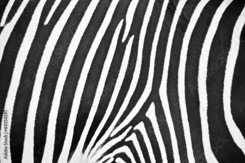Zebra Muster / Fell