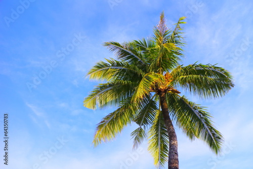 青空と椰子の木 Palm trees and blue sky