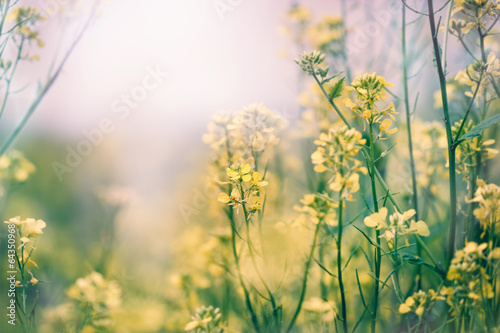 Yellow flowers in a meadow - Spring in a meadow