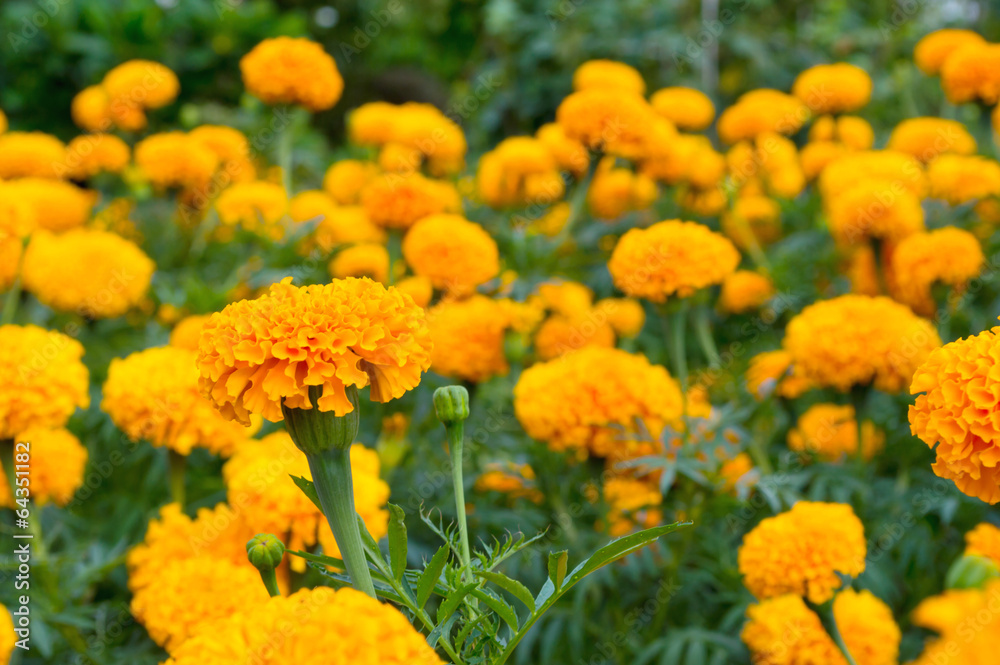 Marigolds flower garden 2 Marigolds flower garden 2